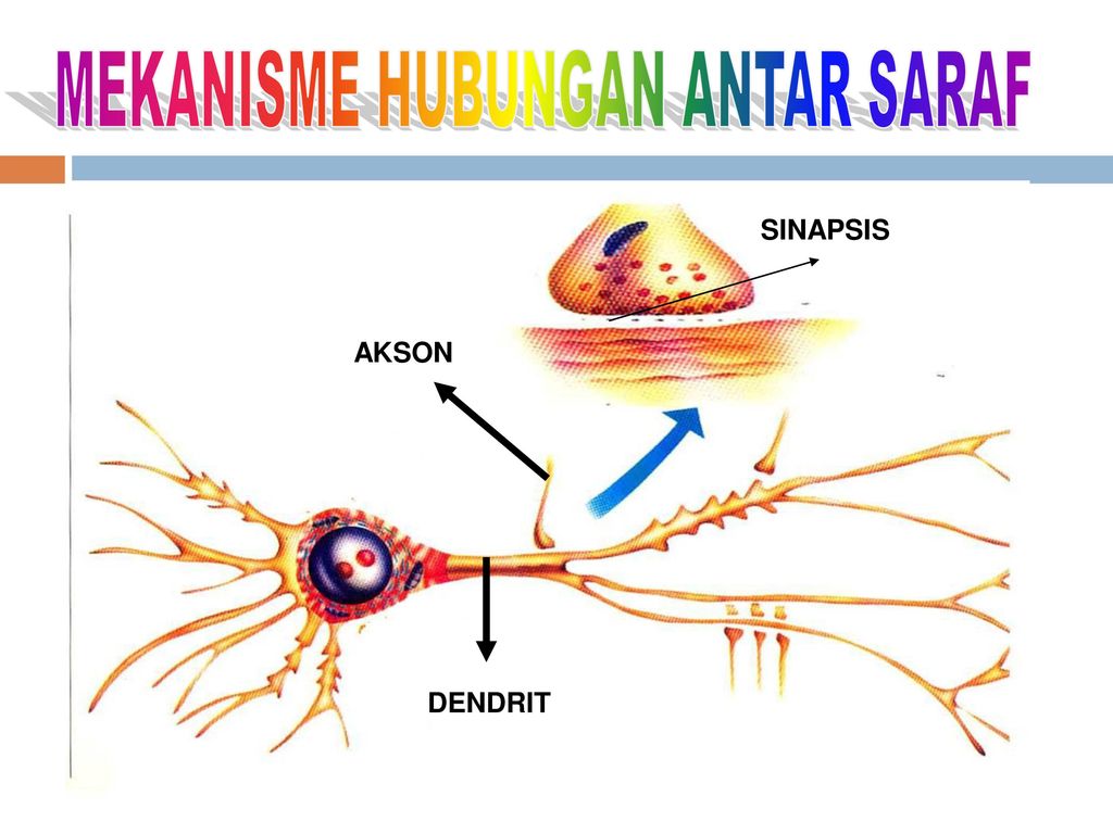 Qué significa sinapsis